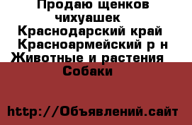Продаю щенков чихуашек - Краснодарский край, Красноармейский р-н Животные и растения » Собаки   